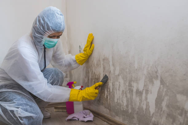 Best Mold Removal Company Near Me  in Nahunta, GA