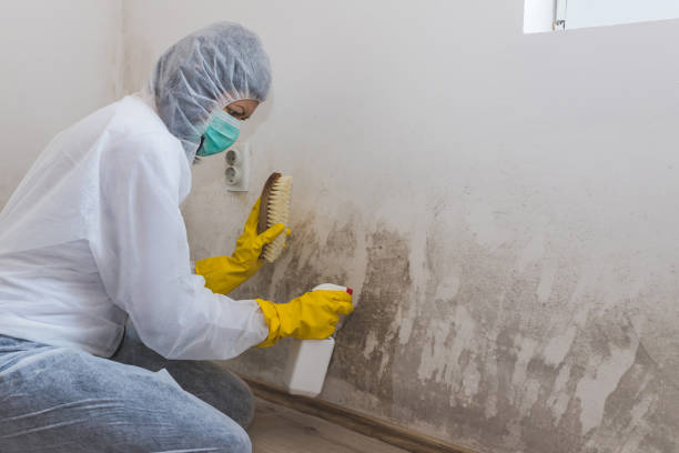 Best Fast Mold Removal  in Nahunta, GA