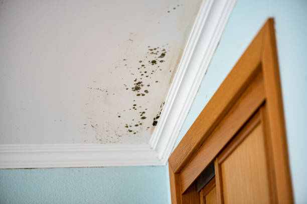 Best Certified Mold Removal  in Nahunta, GA