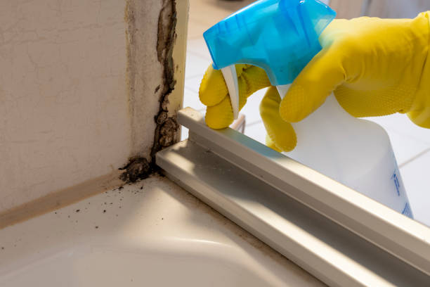  Nahunta, GA Mold Removal Pros