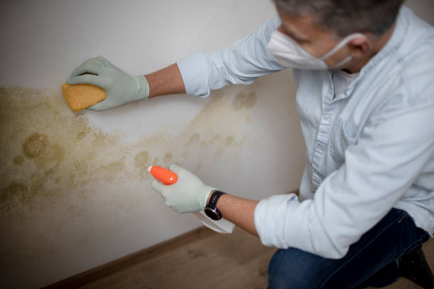 Best Emergency Mold Removal  in Nahunta, GA