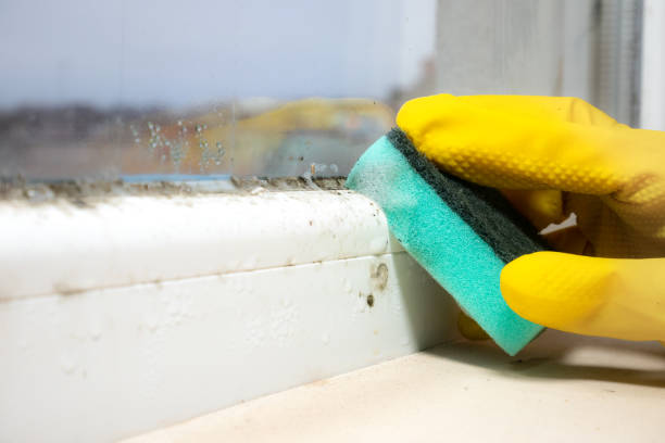 Best Commercial Mold Removal  in Nahunta, GA