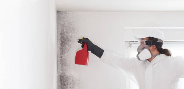 Professional Mold Removal in Nahunta, GA
