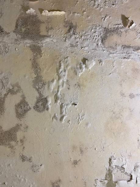 Best Office Mold Removal Services  in Nahunta, GA