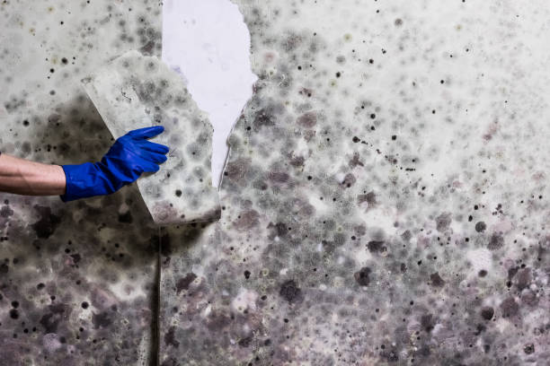 Best Best Mold Removal Companies  in Nahunta, GA