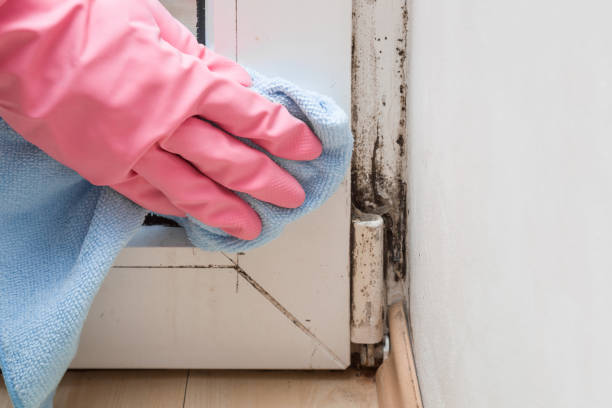 Home Mold Removal in Nahunta, GA